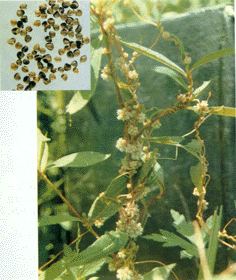 Seman-Cuscutae